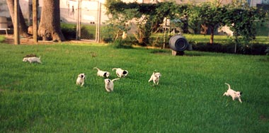Puppy Pens