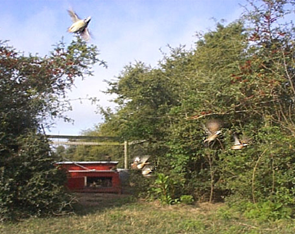 Bird Release