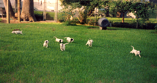 Puppy Play Area